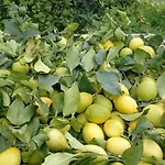 Azienda Agrituristica Spicchio Di Sole شقة