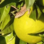 شقة Azienda Agrituristica Spicchio Di Sole