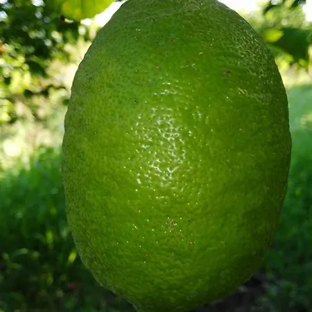 Azienda Agrituristica Spicchio Di Sole Appartamento