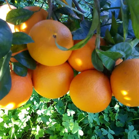 Azienda Agrituristica Spicchio Di Sole Apartmán *
