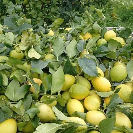 Azienda Agrituristica Spicchio Di Sole 아파트