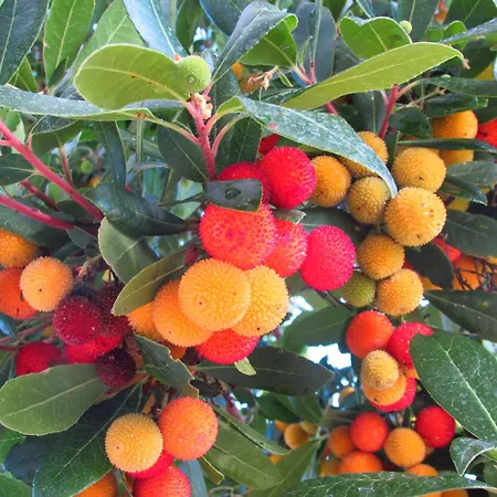 Azienda Agrituristica Spicchio Di Sole 베르날다