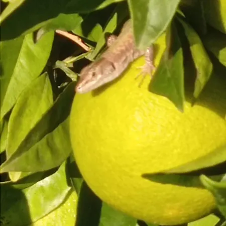 아파트 Azienda Agrituristica Spicchio Di Sole