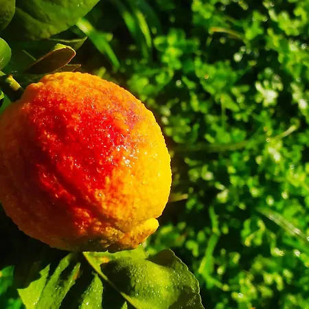 Azienda Agrituristica Spicchio Di Sole 아파트