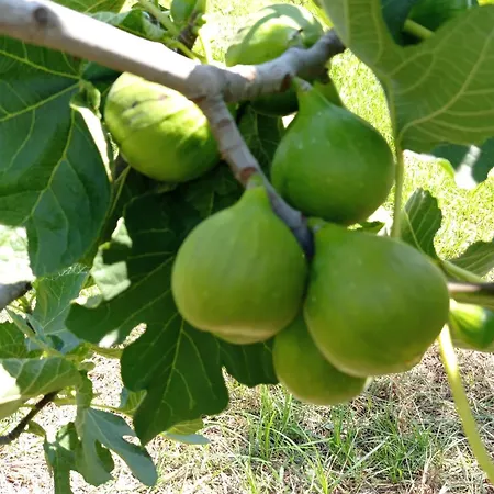 Azienda Agrituristica Spicchio Di Sole Appartamento