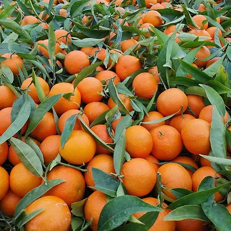 Azienda Agrituristica Spicchio Di Sole Apartmán *