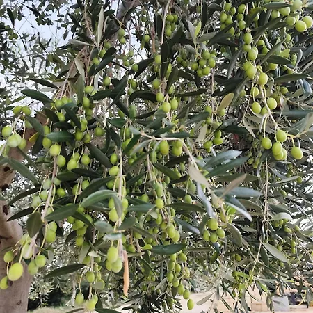 Azienda Agrituristica Spicchio Di Sole Bernalda