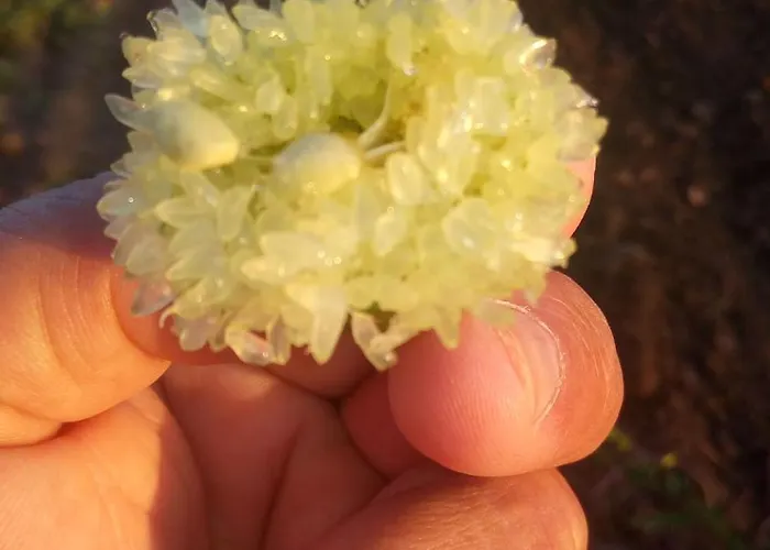 Azienda Agrituristica Spicchio Di Sole Appartamento Bernalda