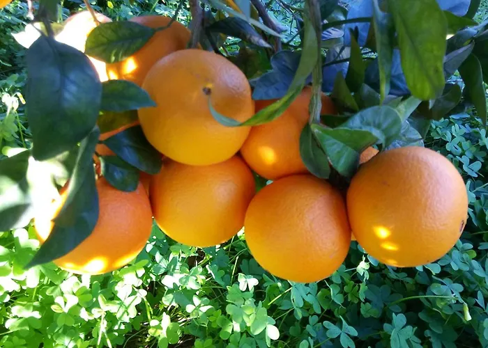 Azienda Agrituristica Spicchio Di Sole Appartamento *