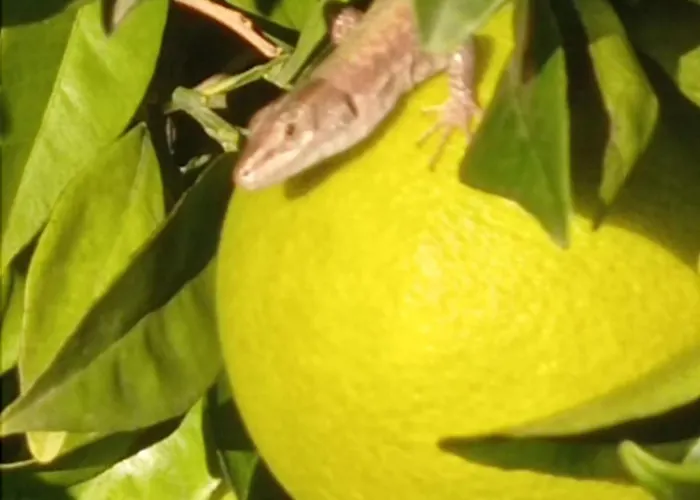 Appartamento Azienda Agrituristica Spicchio Di Sole