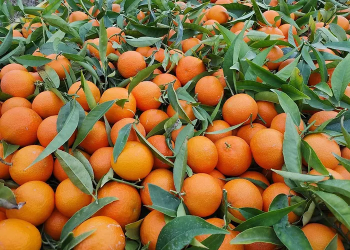 Azienda Agrituristica Spicchio Di Sole Appartamento *