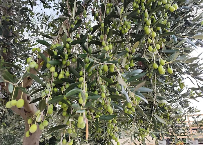 Azienda Agrituristica Spicchio Di Sole Bernalda